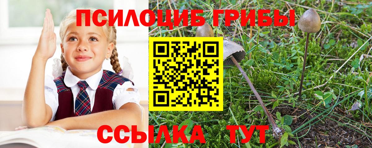 Галлюциногенные грибы Psilocybe Иваново